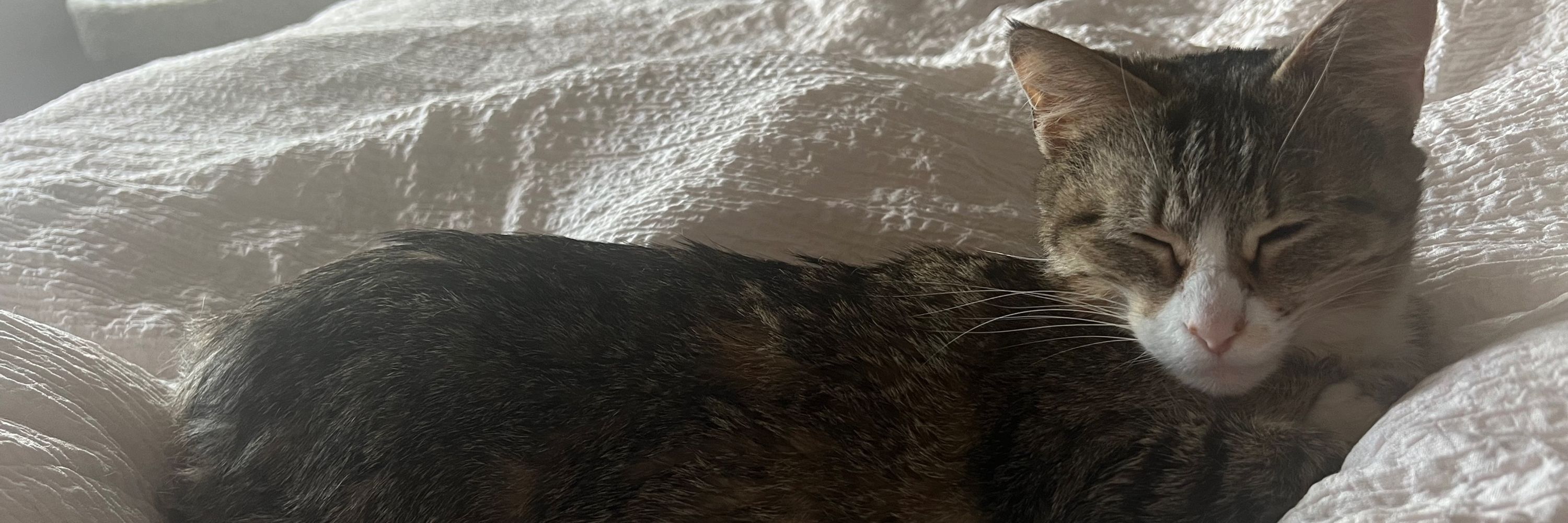 Basil Bean