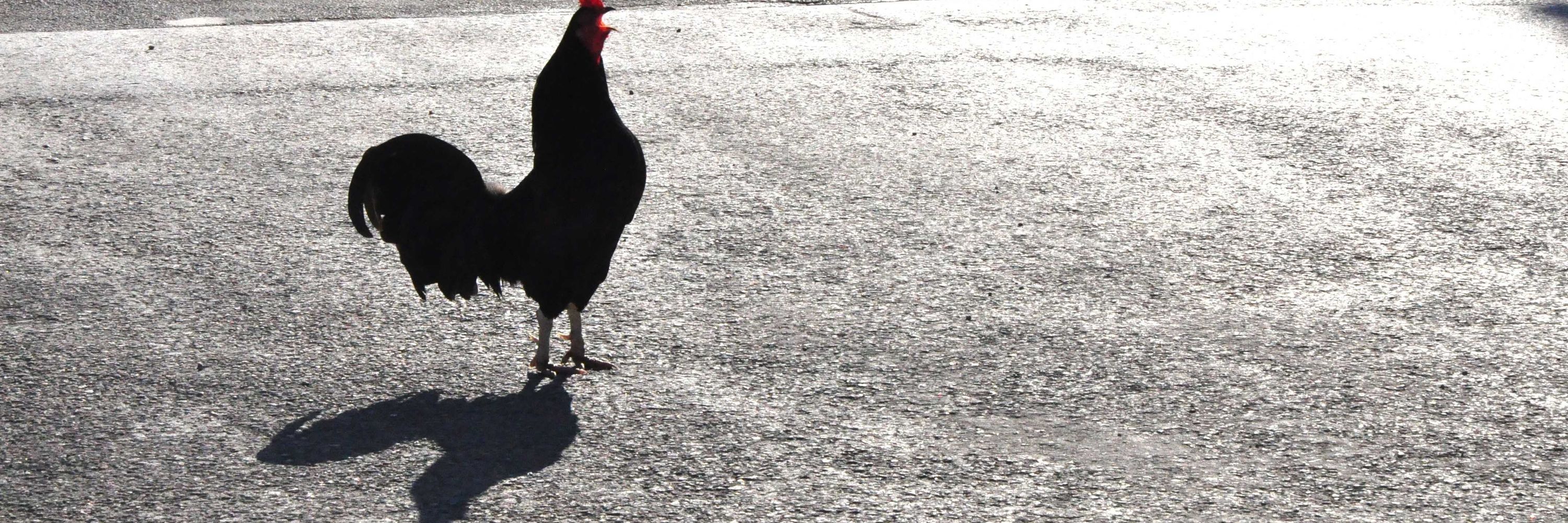 Dark Rooster