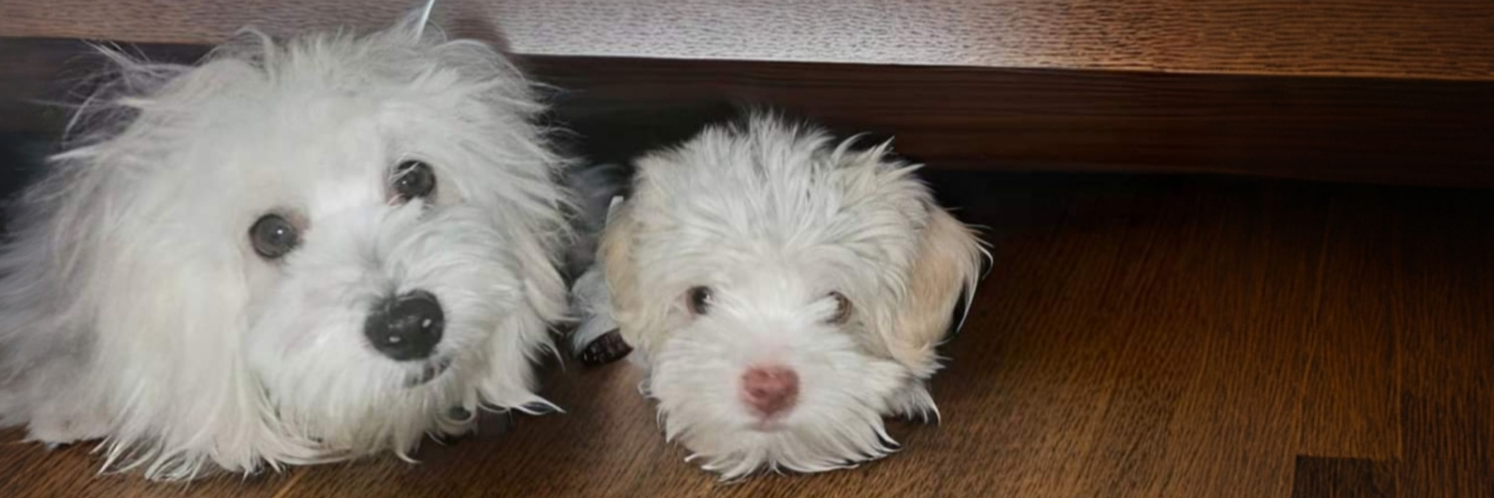 Nino&Bimba