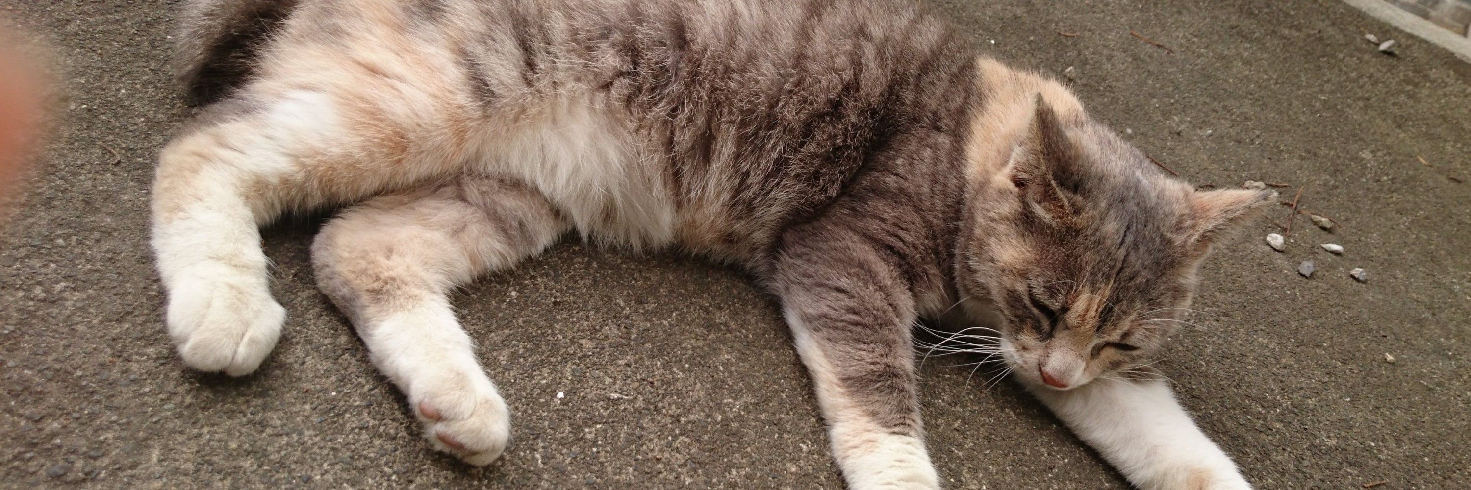 ゆうき