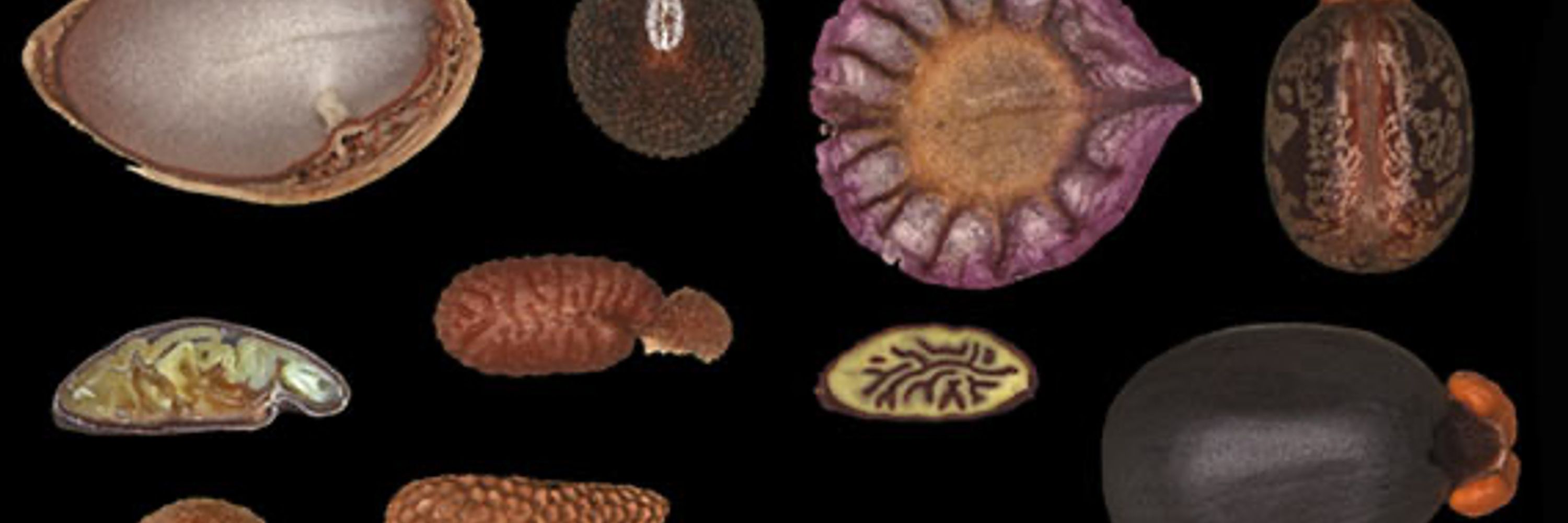 International Society for Seed Science