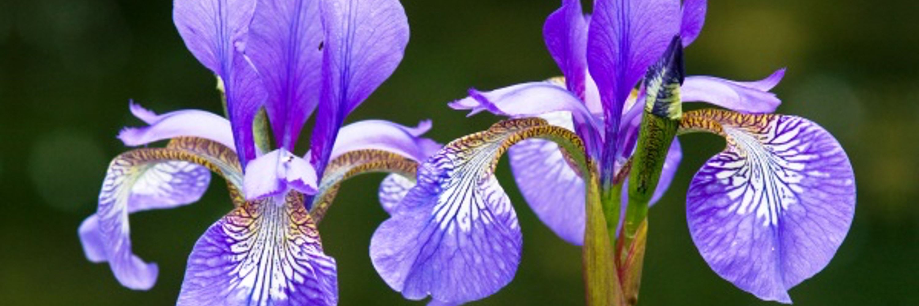 Iris Soleil