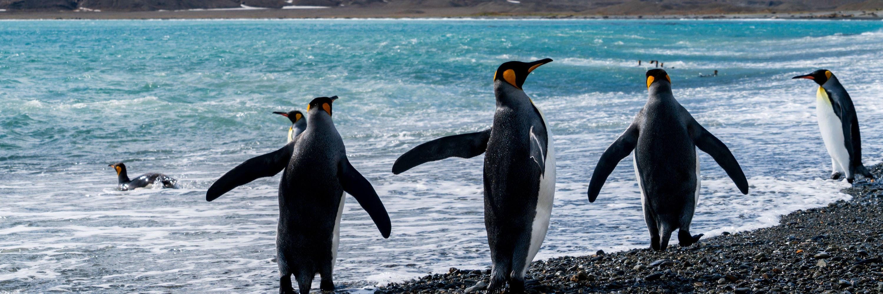World Seabird Union