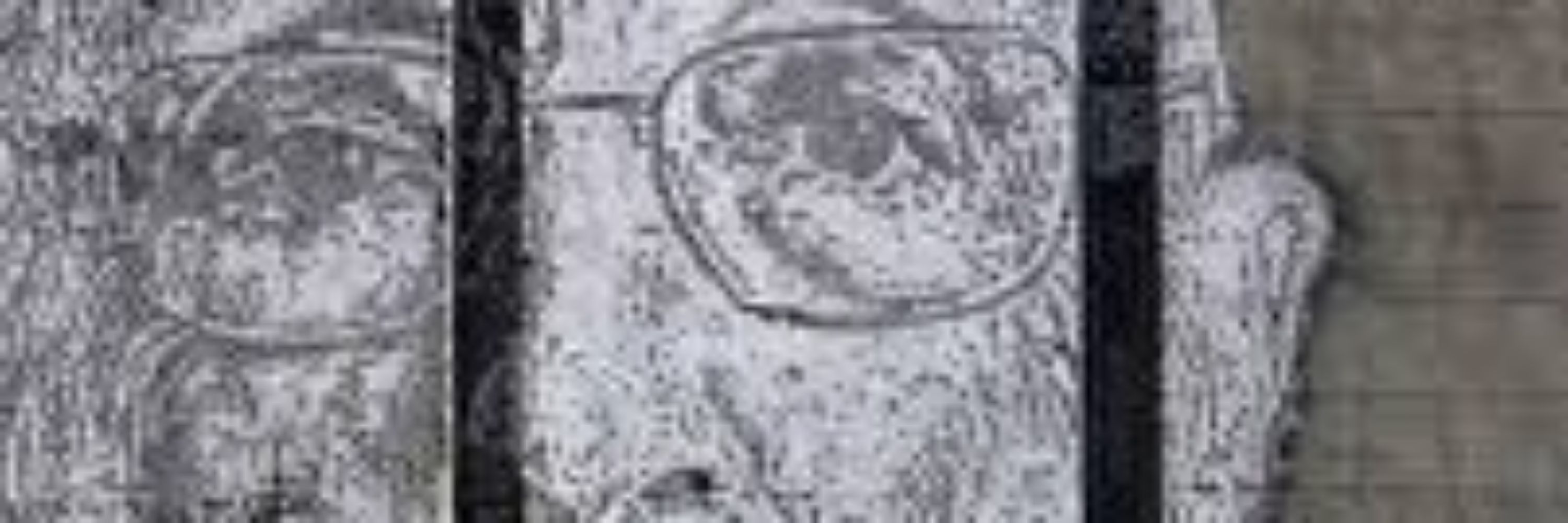 João Venturinha