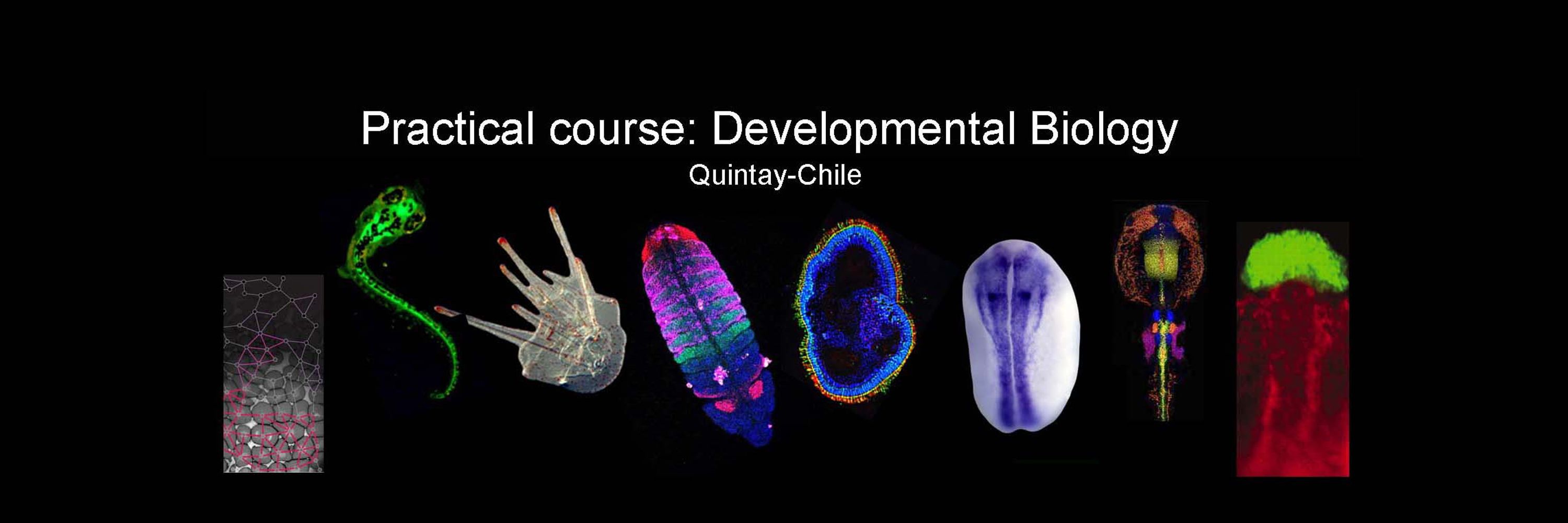 Practical Course on Developmental Biology QUINTAY