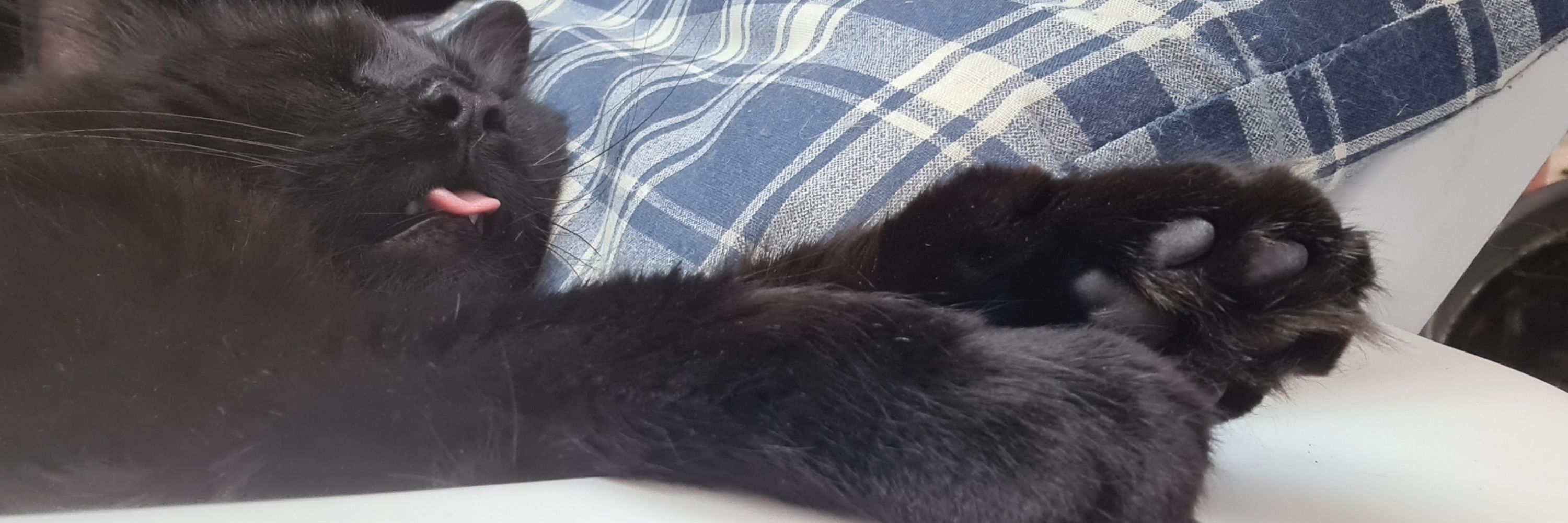 pwntoffel