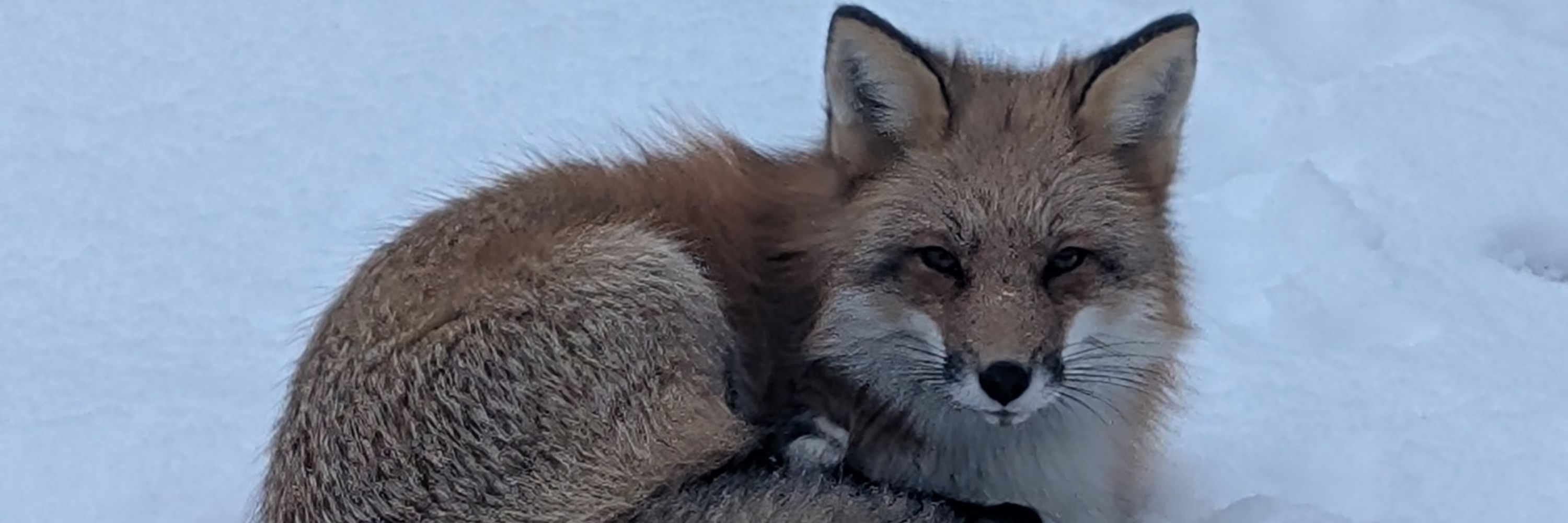 Foxy