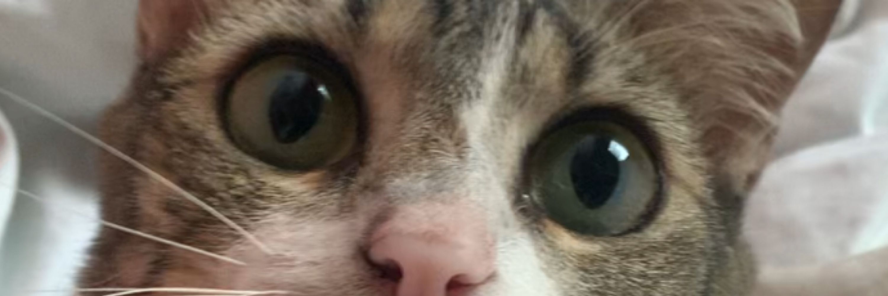 sofi