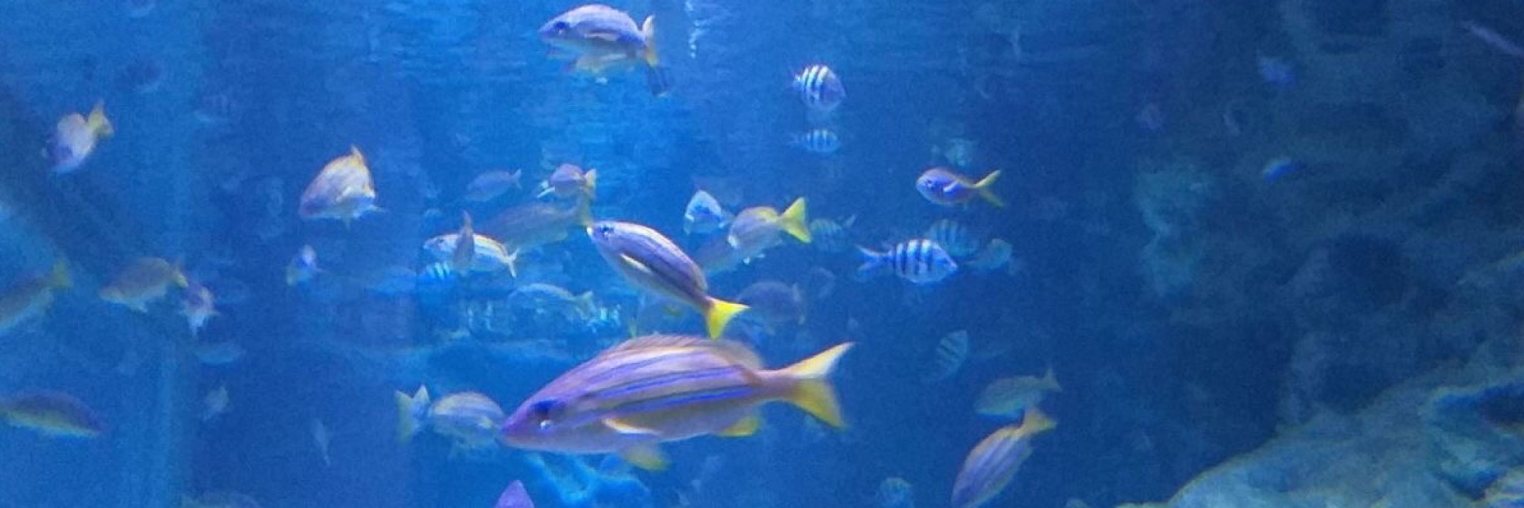 degas 🐠