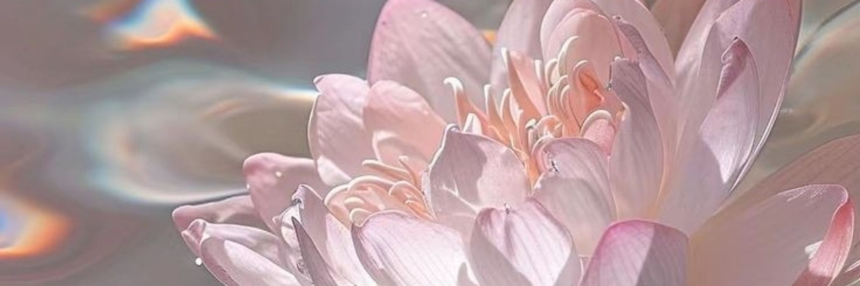 nymphaea 🪷