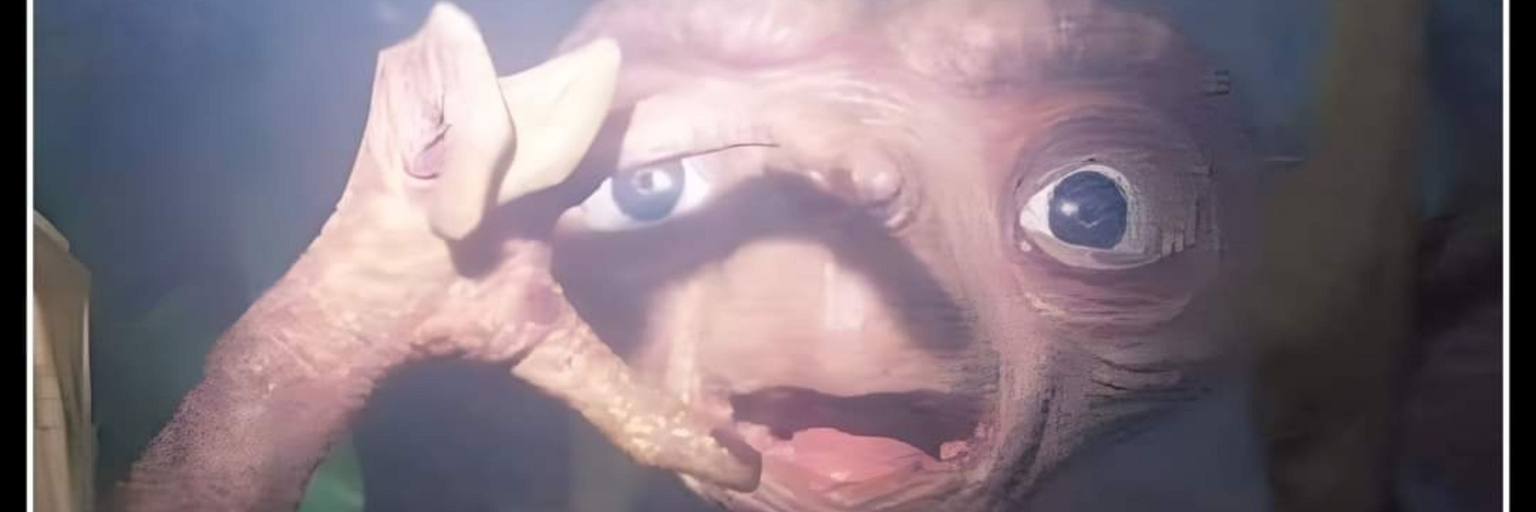Moth Fallux