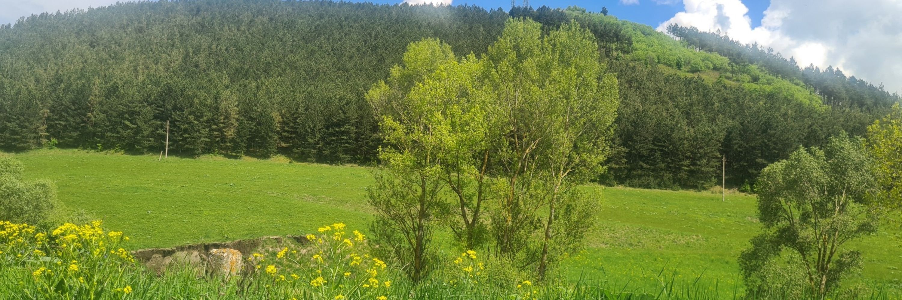 مهدی خلیلی