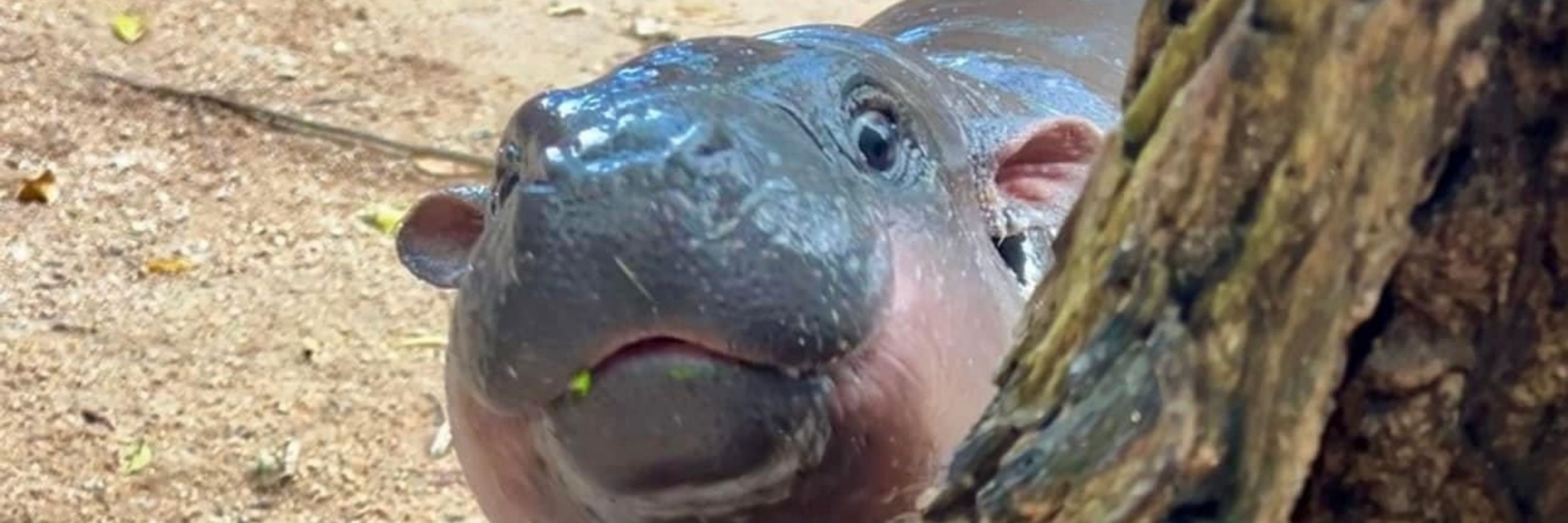 Bon
