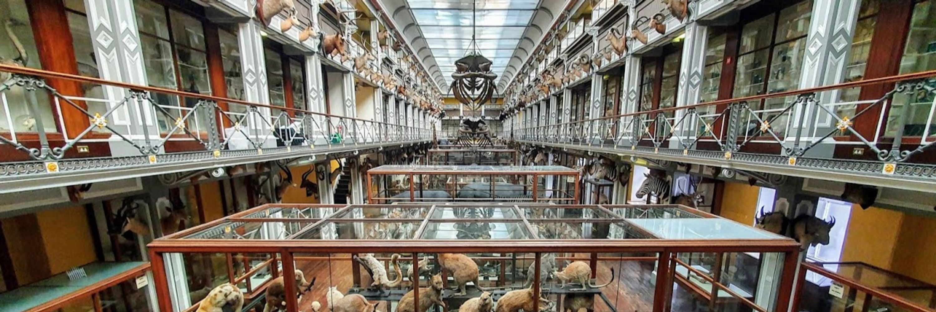 Dublin's Dead Zoo