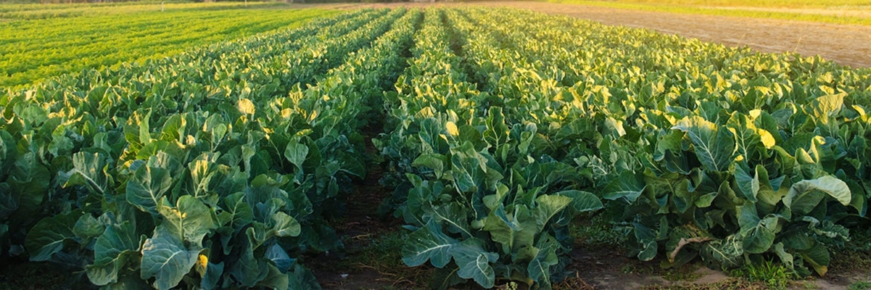 HanseJaque🥦