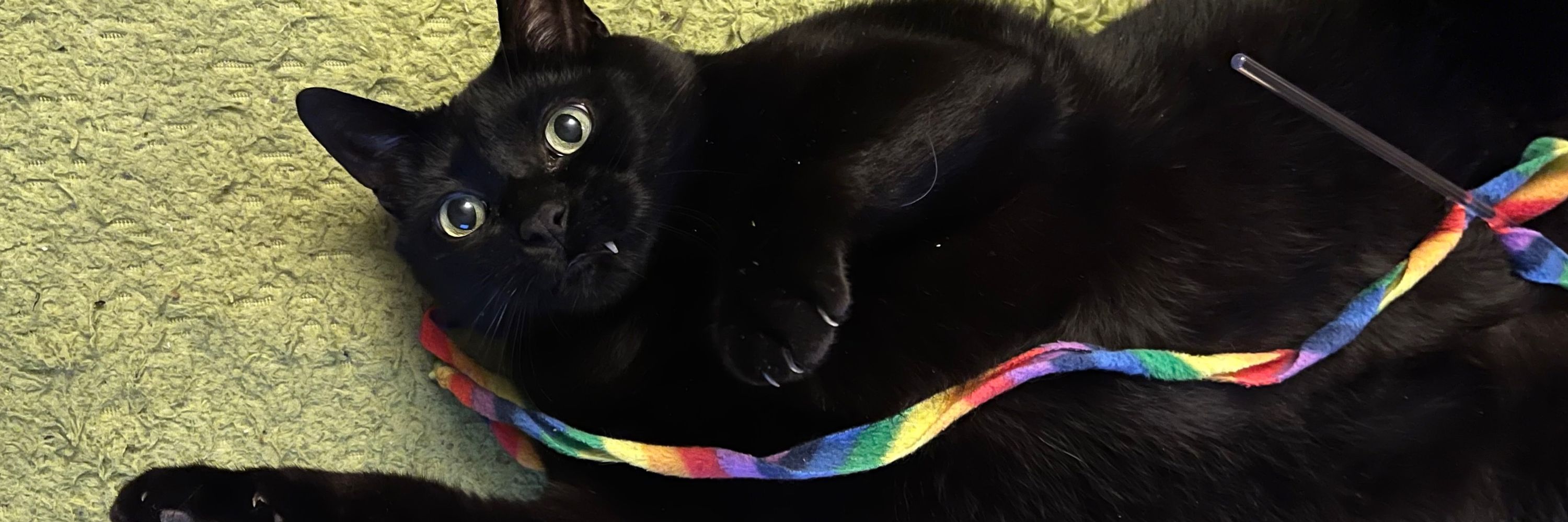 April A. Taylor 🐈‍⬛🎃