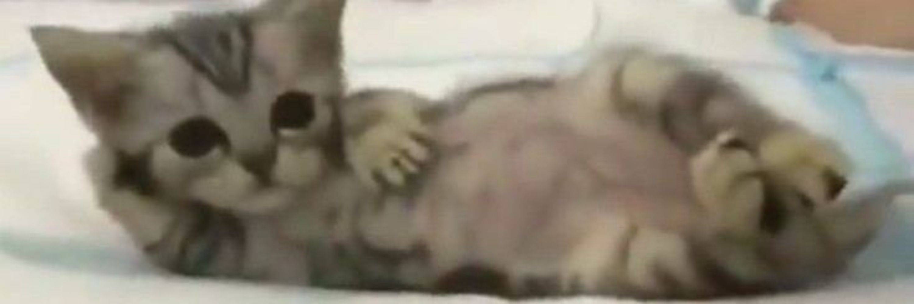 🐈‍⬛ྀི𝑨𝒏𝒊𝒄𝒂⋅˚₊‧ 𐙚 ‧₊˚ ⋅