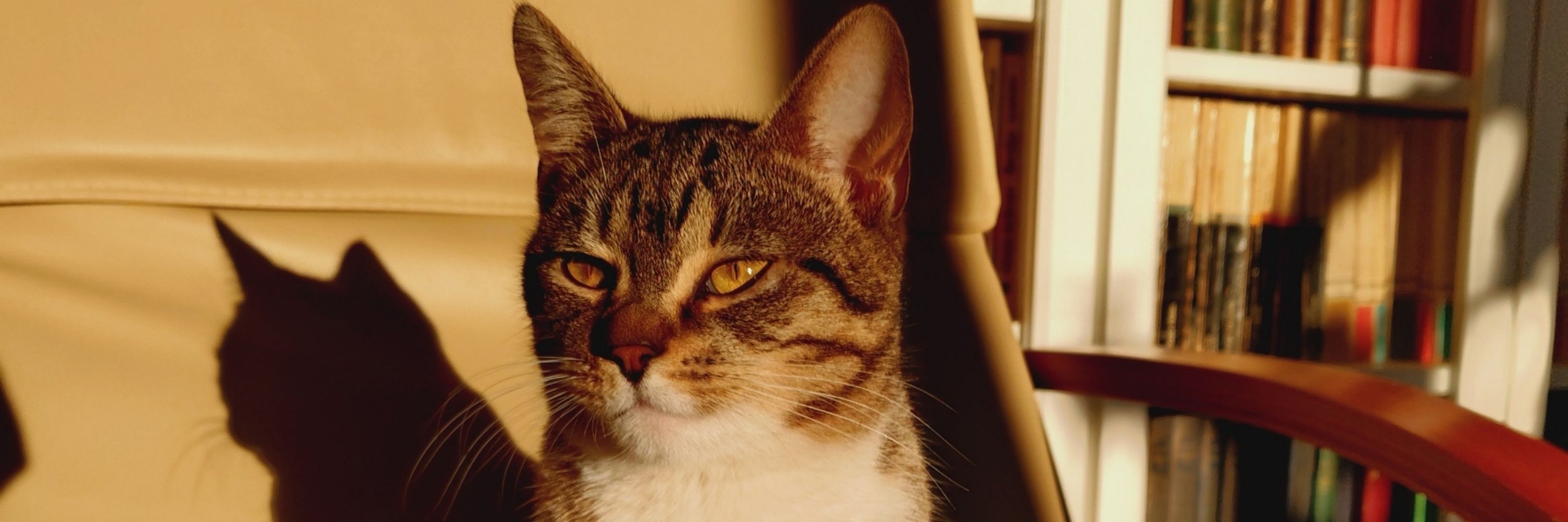 Cats living their cat life