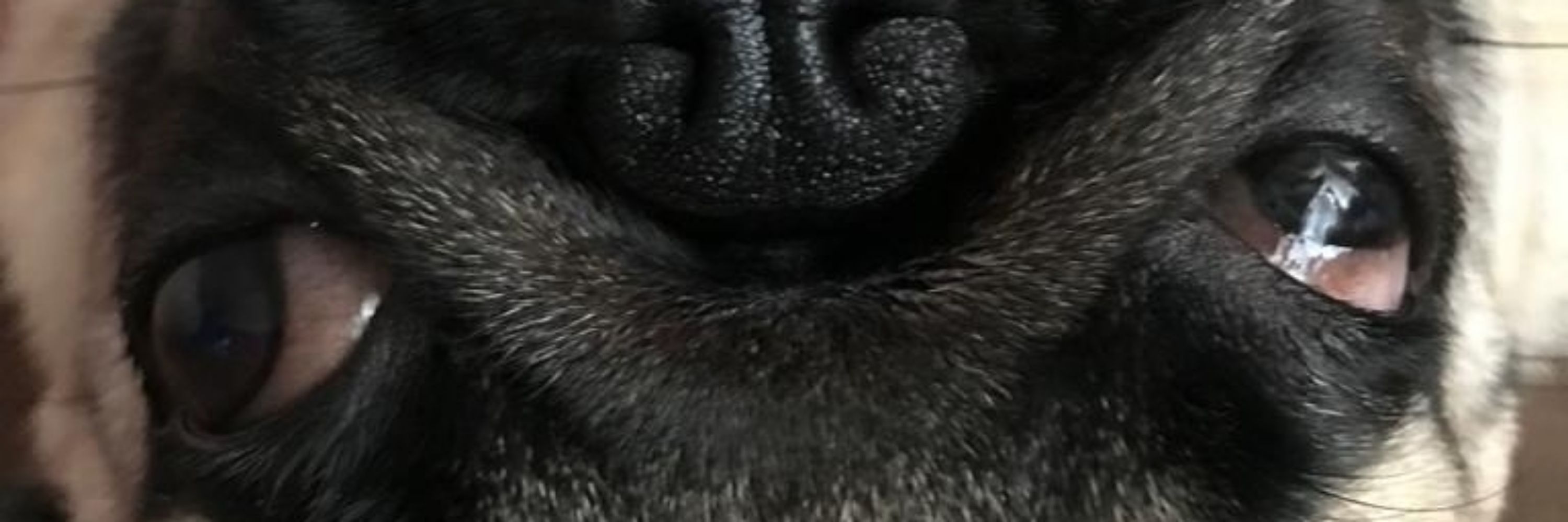 FACCI