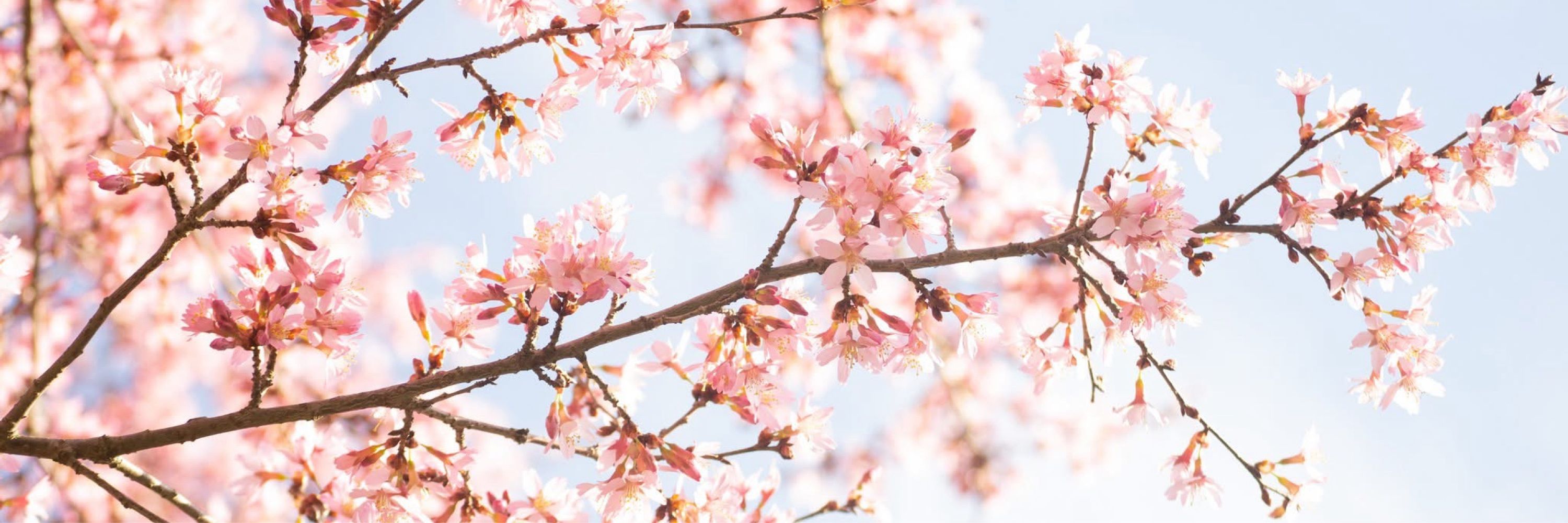 PghSakura