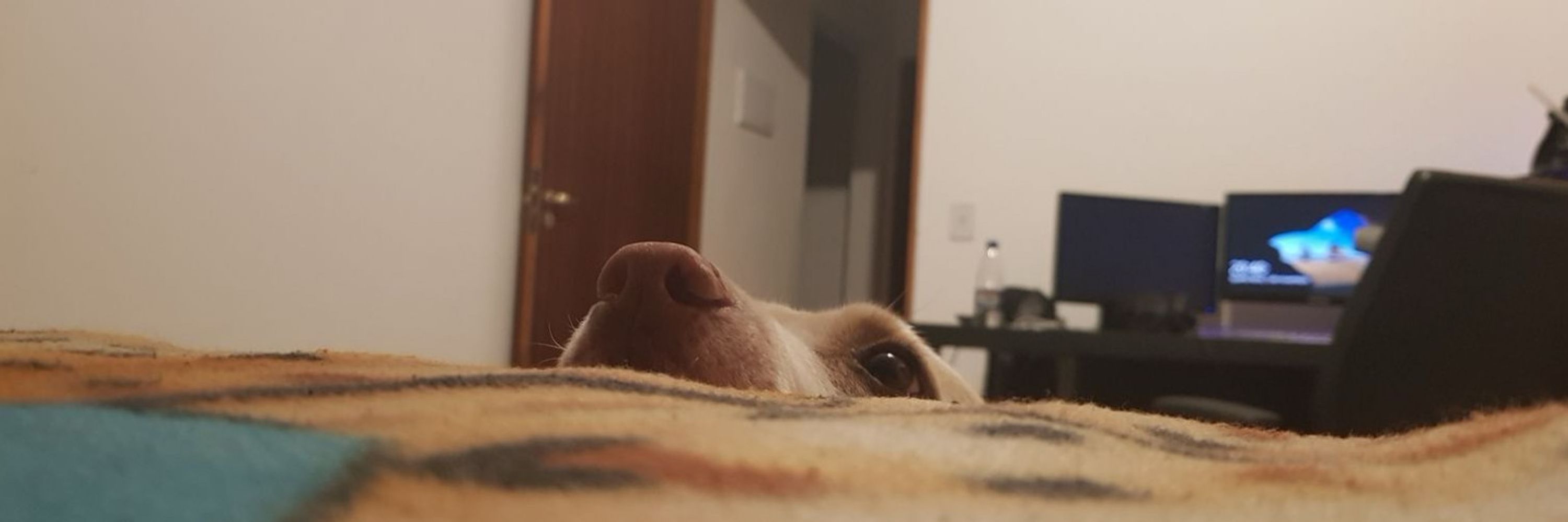 Dan