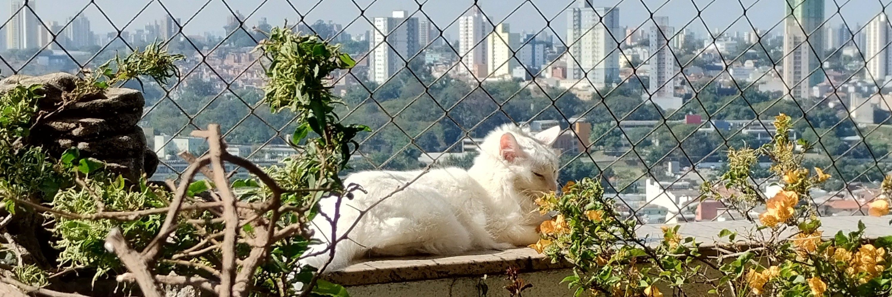 lari