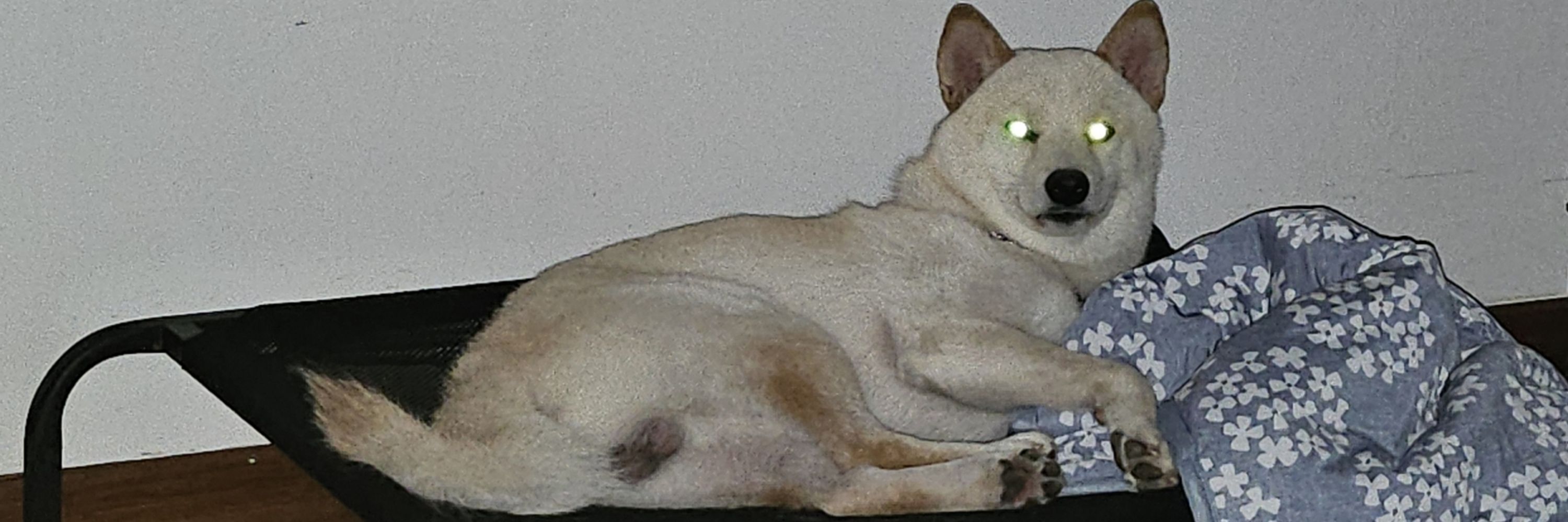 ADai.