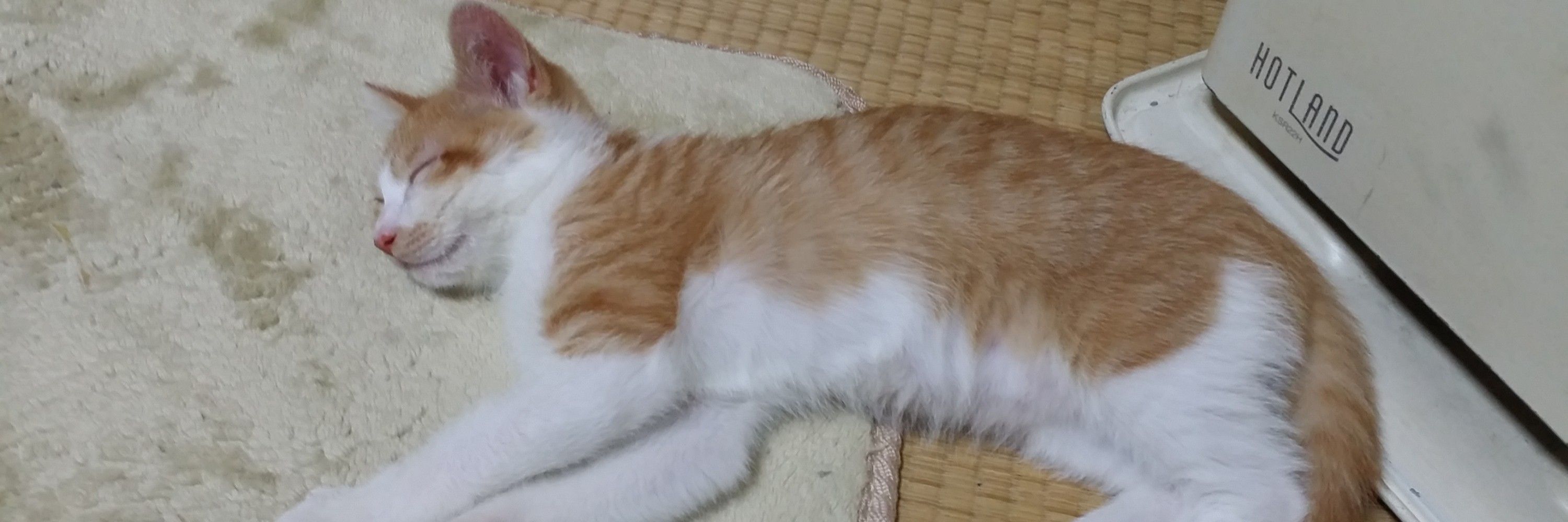 たあや😸