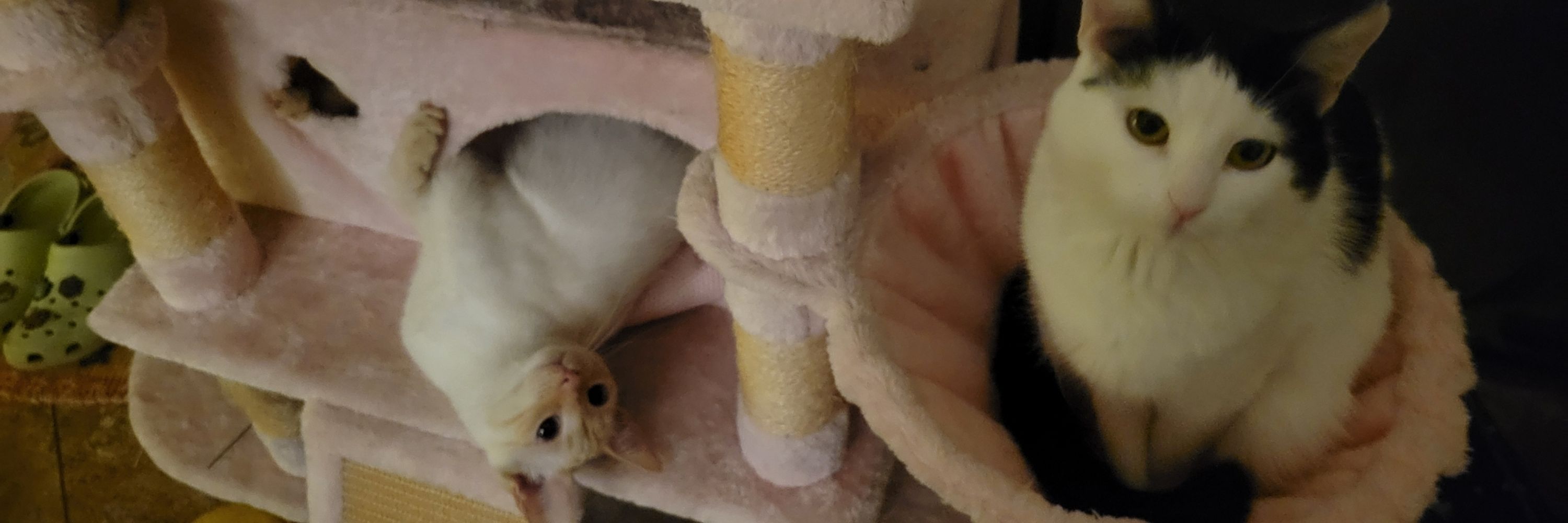 CatsAkimbo