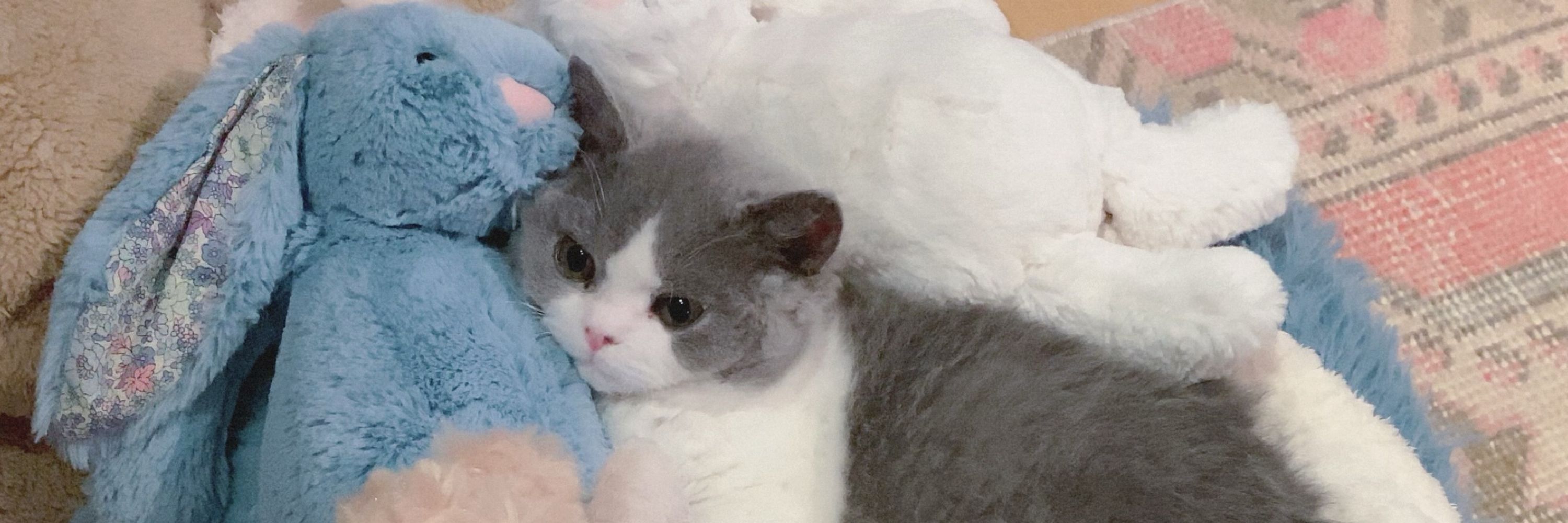 rionos˙ᴥ˙