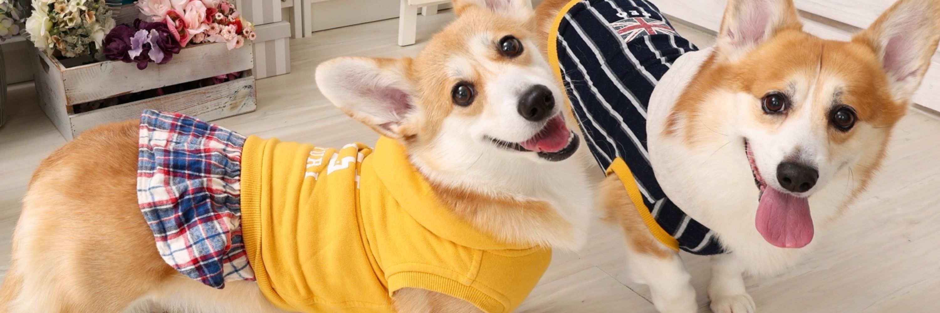 あさい🦁むーむー