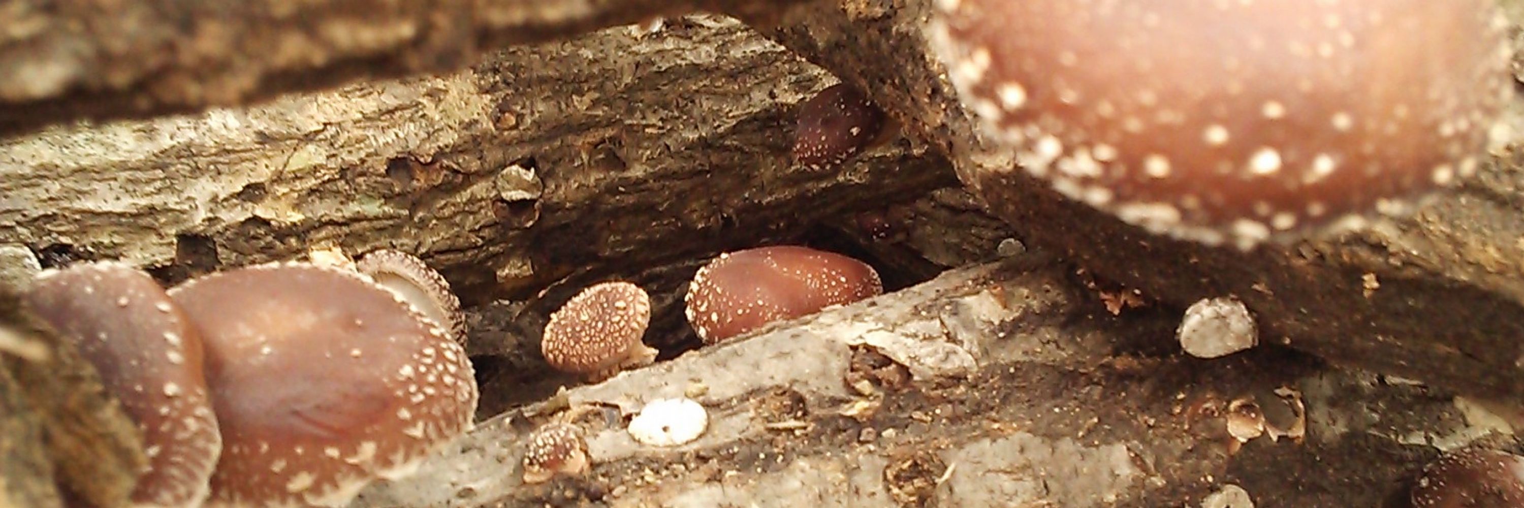 椎茸