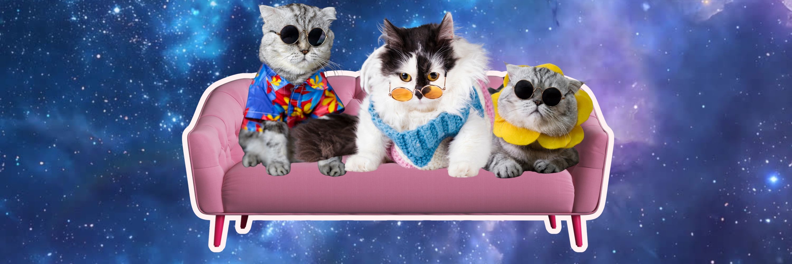 Cats on a Couch