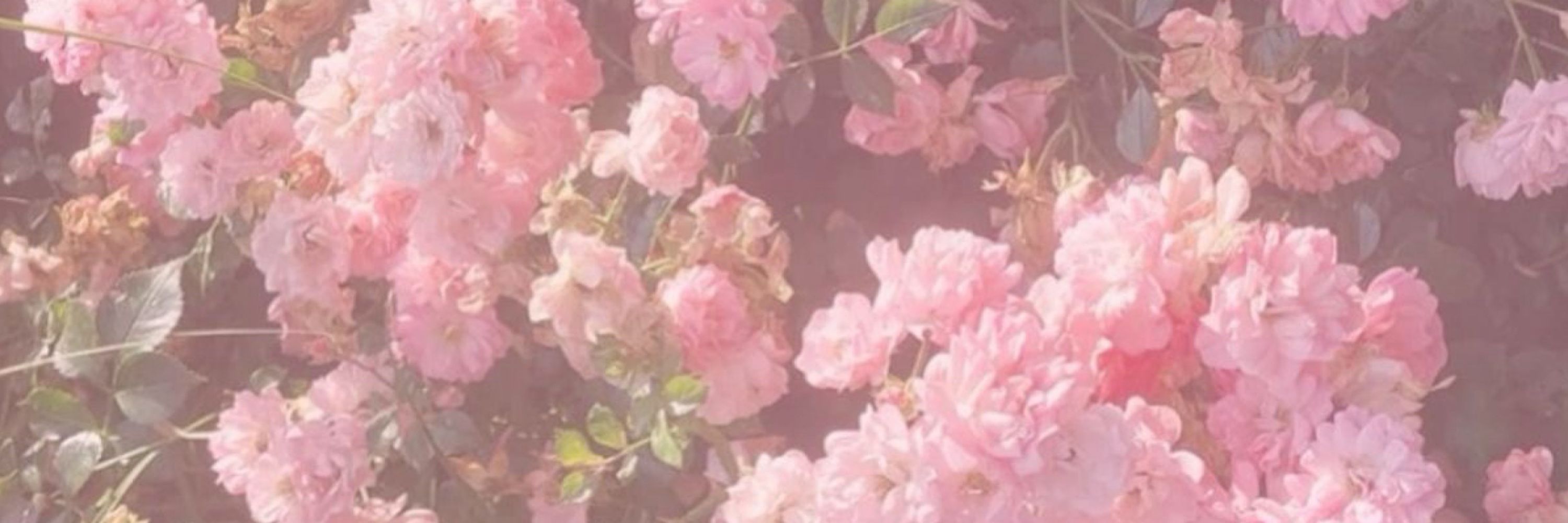 ɪꜱɪ₊｡ꕤ˚₊