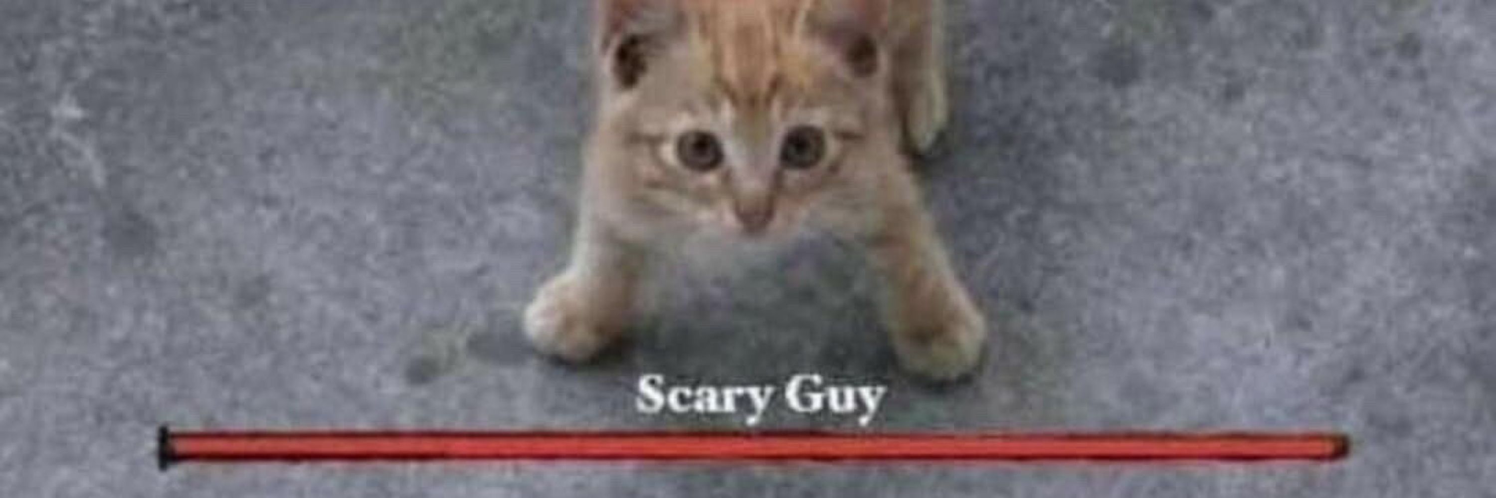 alphie