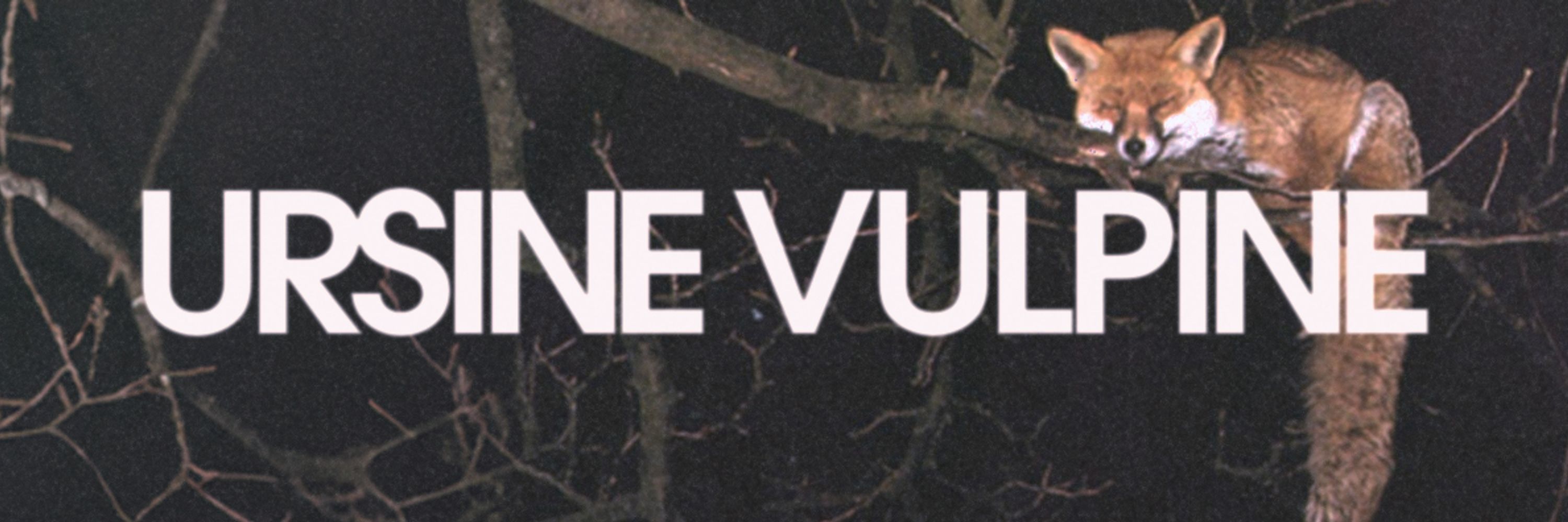 Ursine Vulpine |  Frederick Lloyd