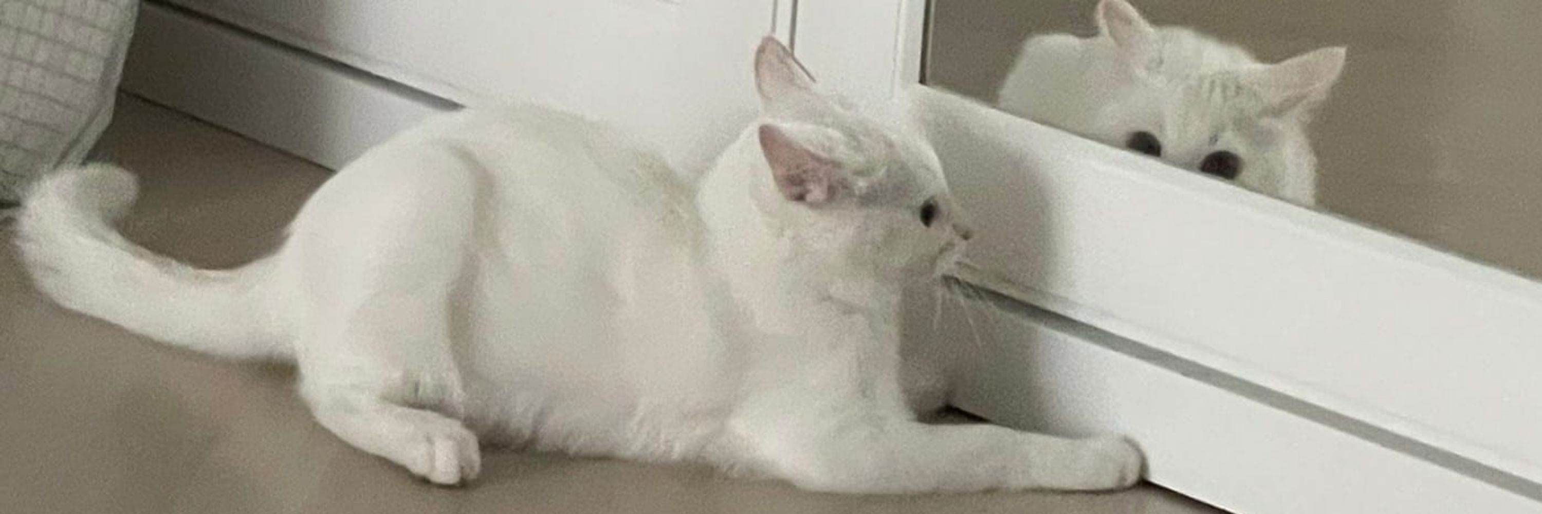 tom