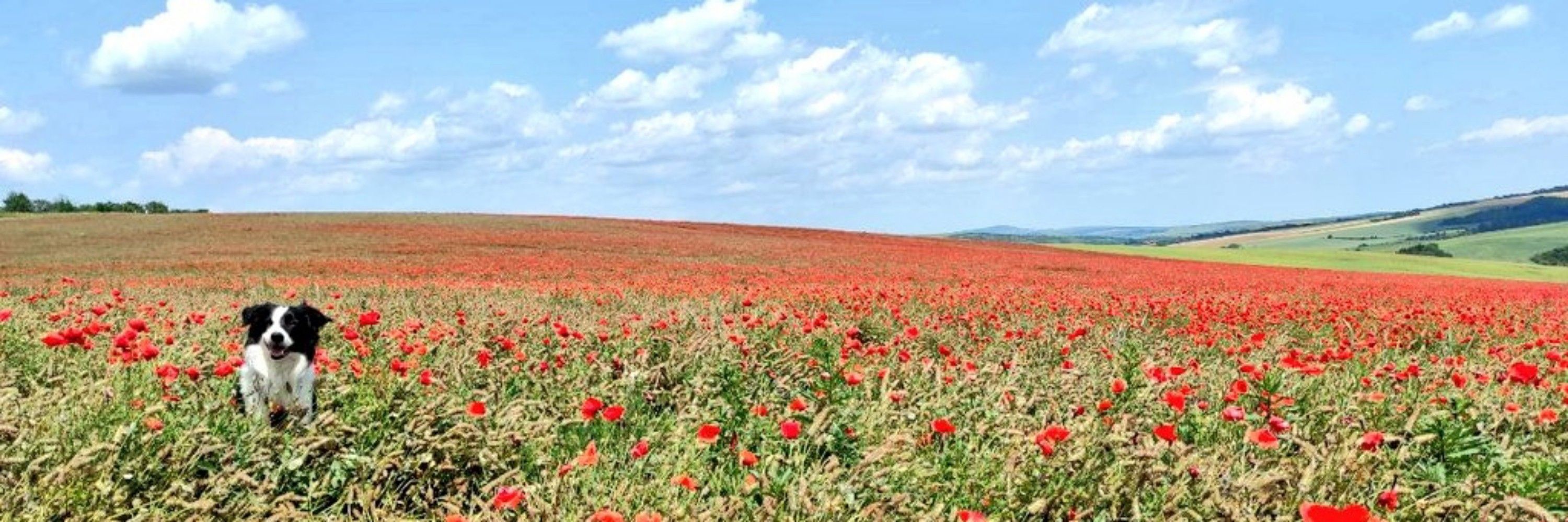 Біофізикиня зі звіринцем