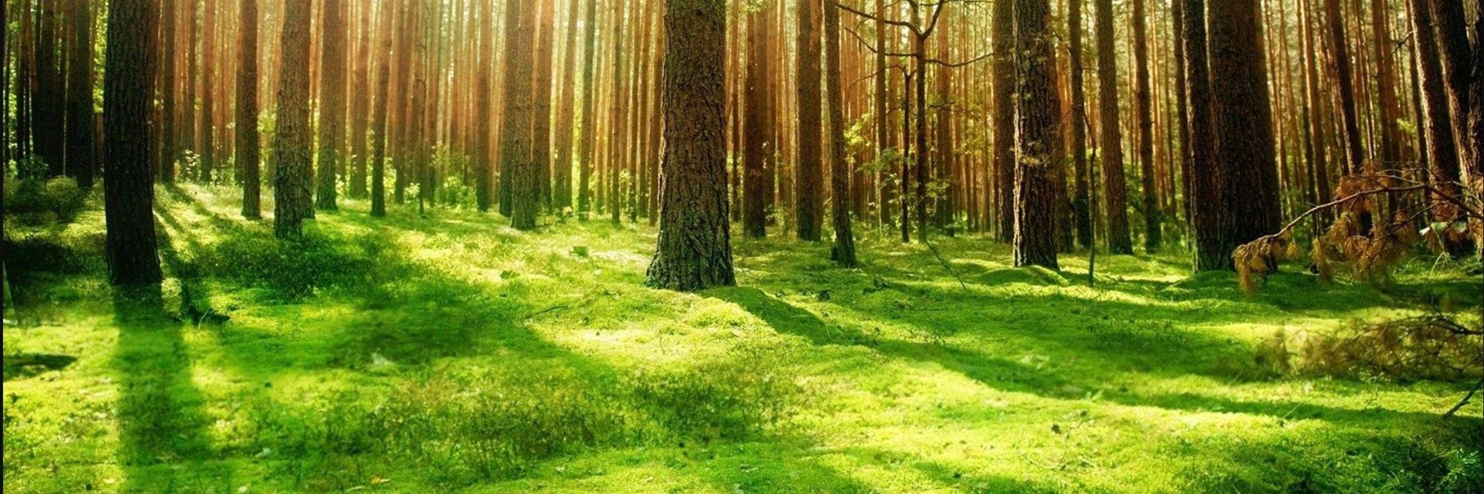 Verdant Femboy.ftm
