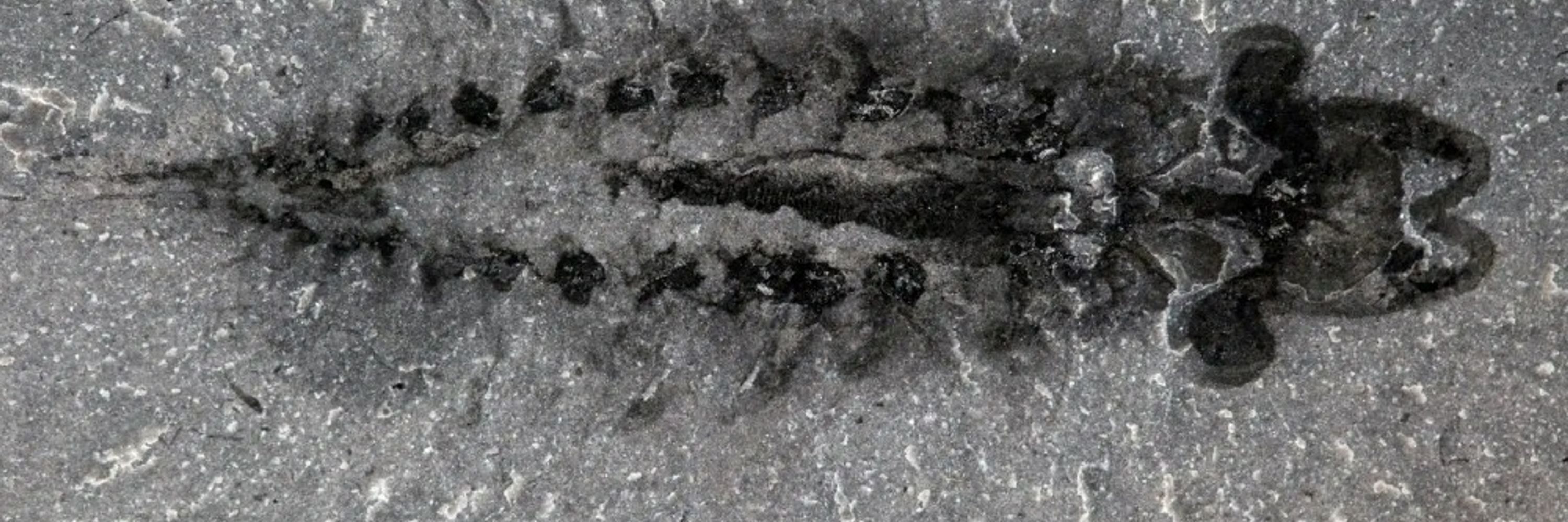 Fossil Bonanza