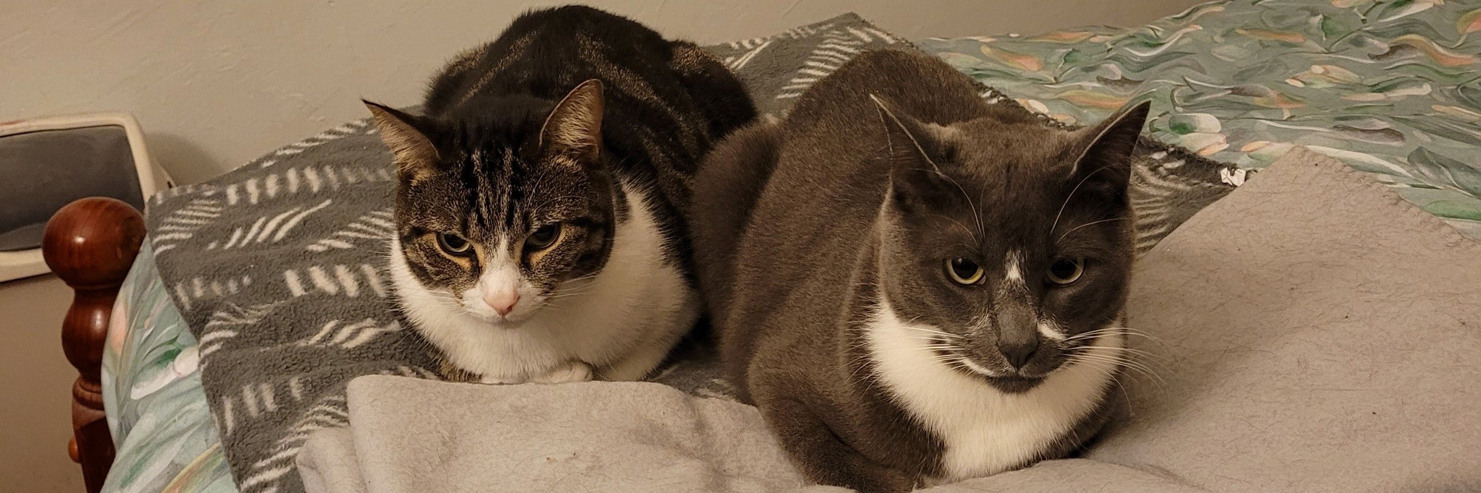Atticus & Gilbert 