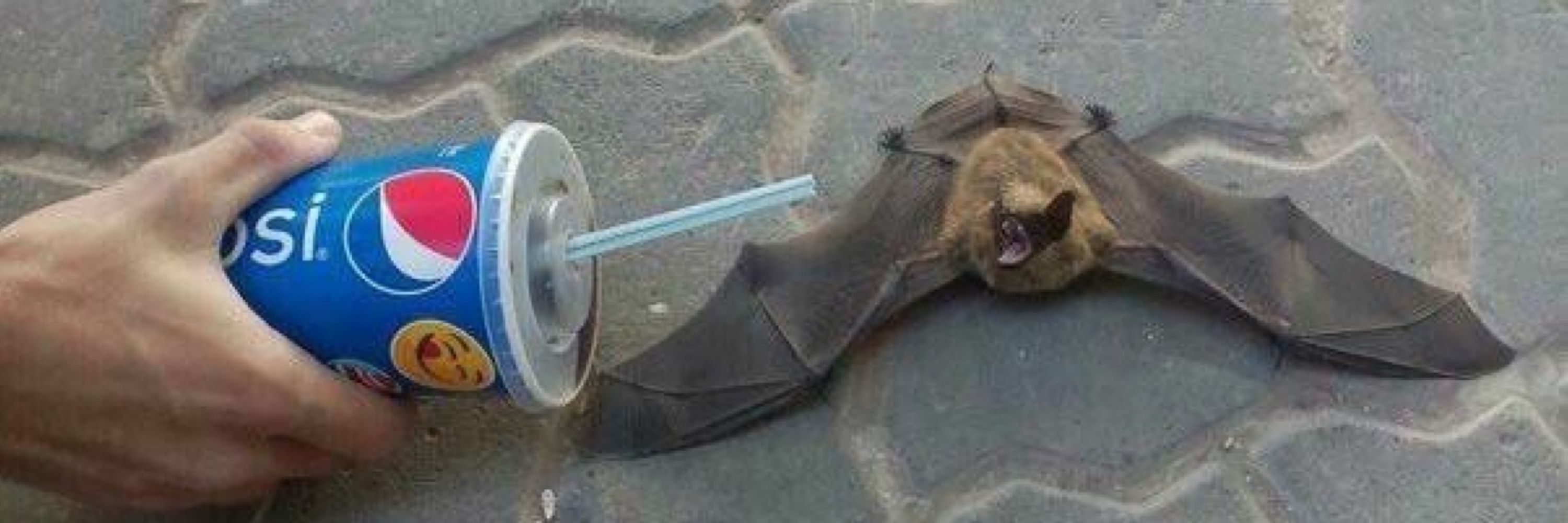 TrustyTrashBat