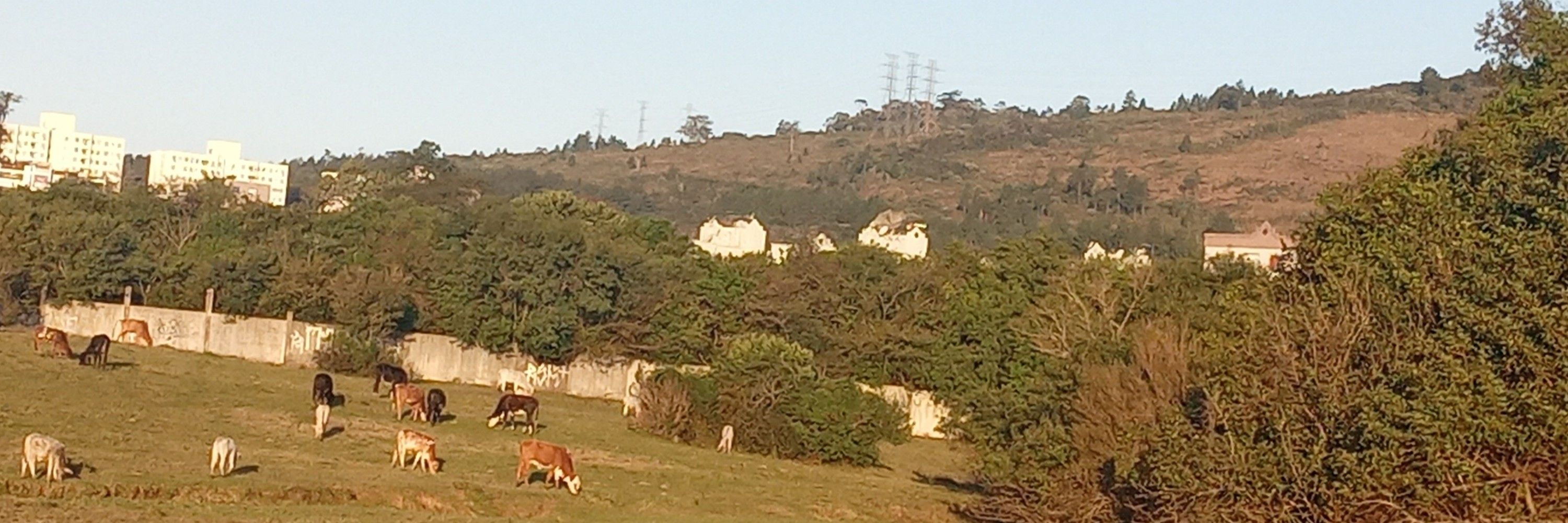 Caio Reis