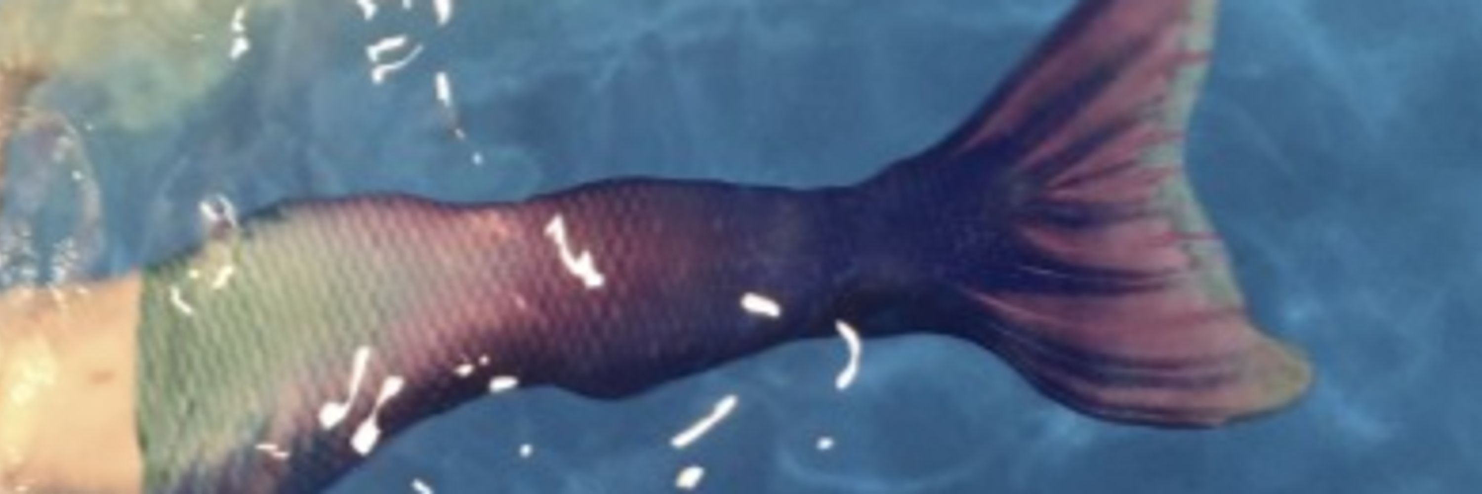 Mermaid Tales