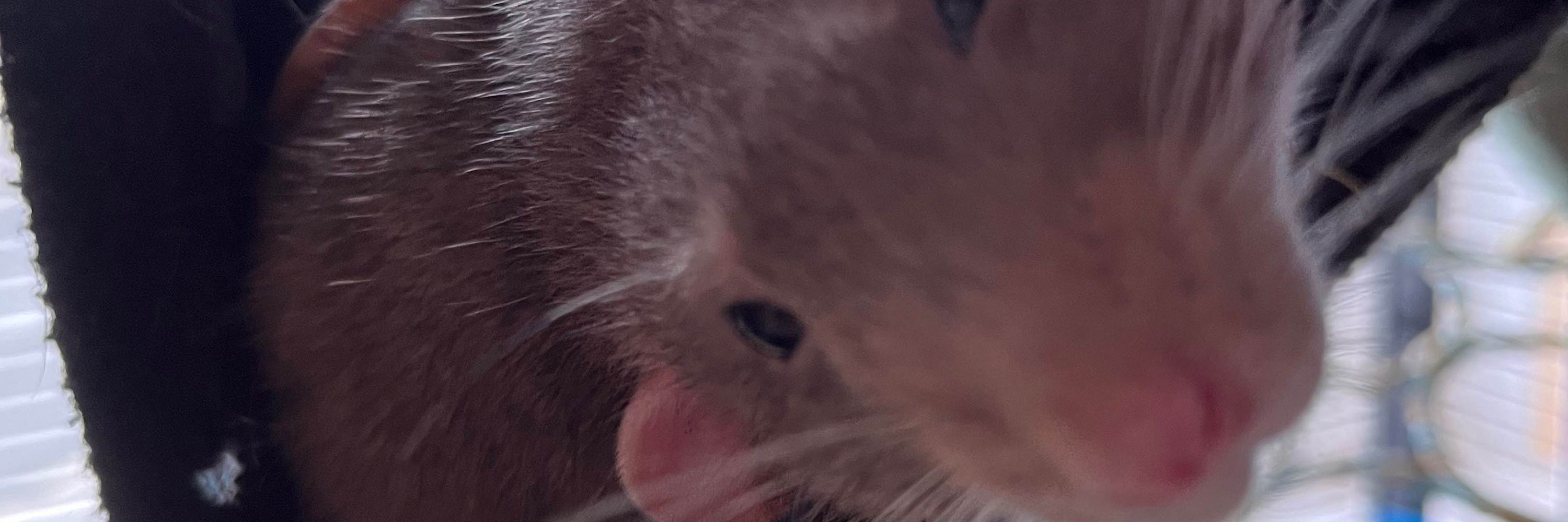 Sam