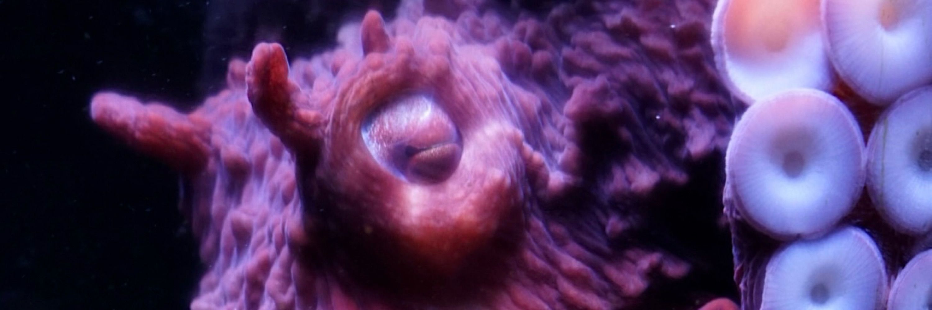 OctoNation - World’s Largest Octopus Fan Club!