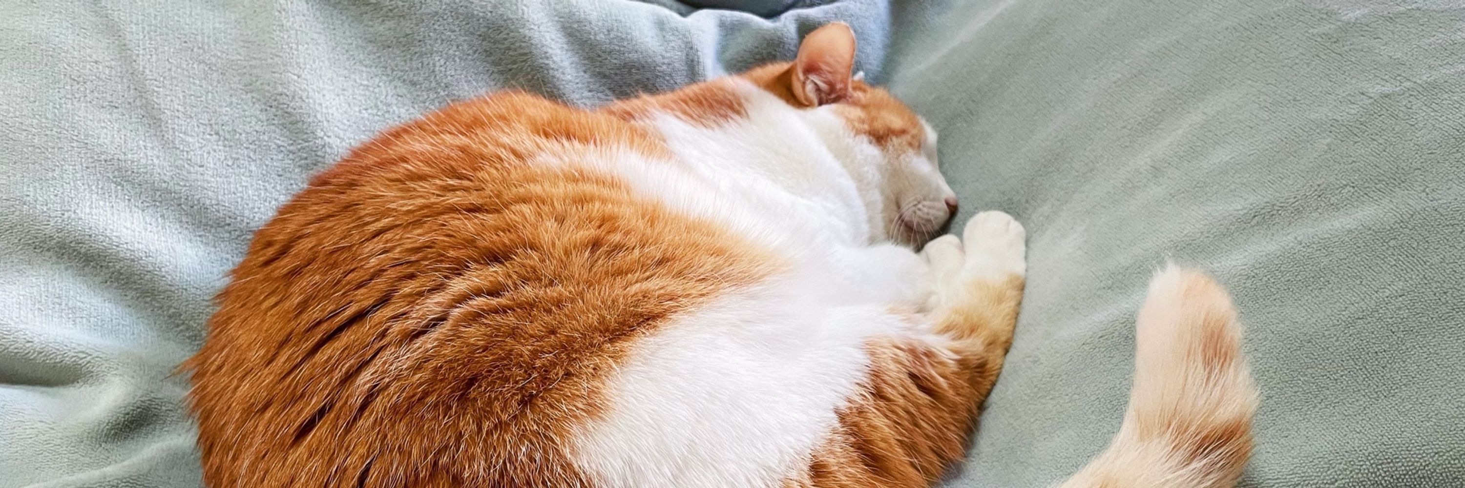 Halfginger
