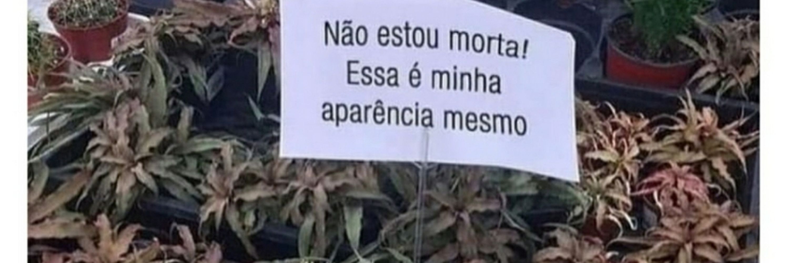 Carlinha