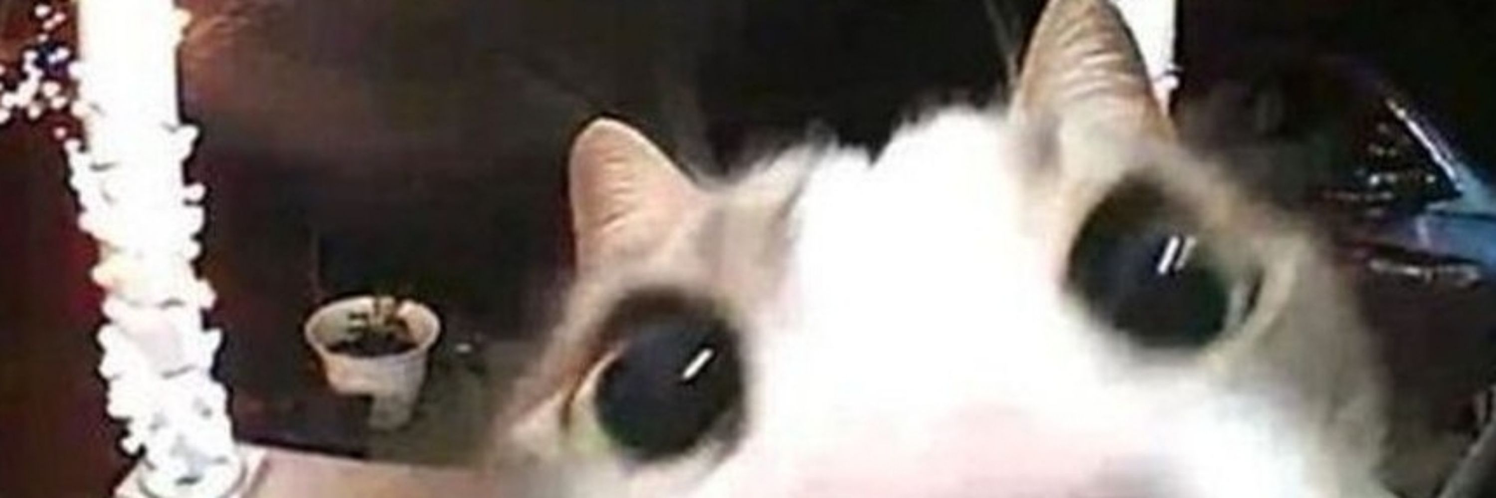 ℭ𝔞𝔰𝔱𝔯𝔬 𐚁