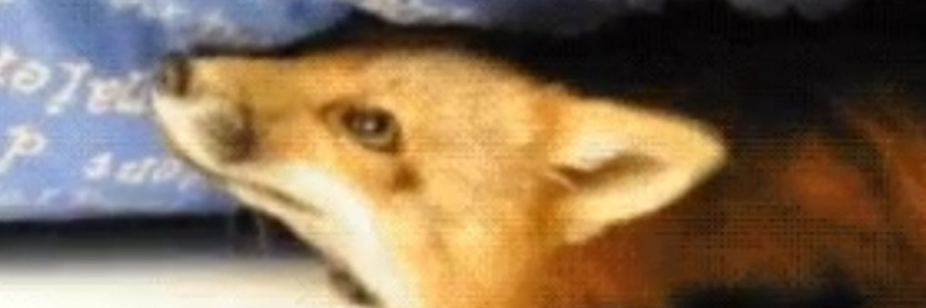 Akai fox